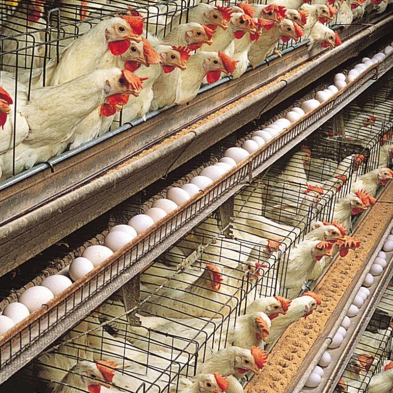 2. Meningkatkan Efisiensi Pemeliharaan Hewan Ternak