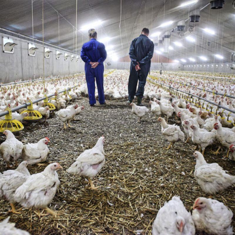 5.  Meningkatkan Kualitas Hidup Pemilik Ternak